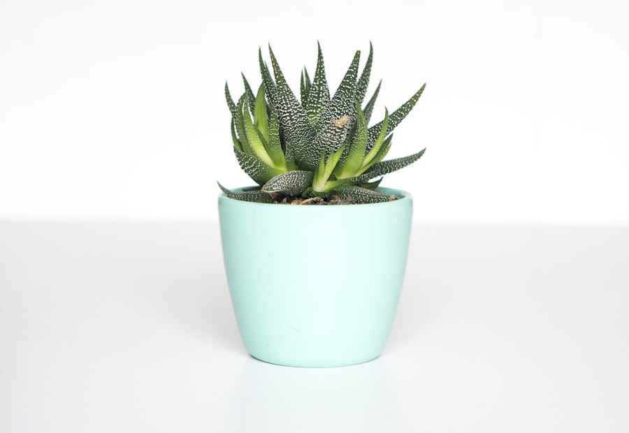 Planters & Pots sourcing